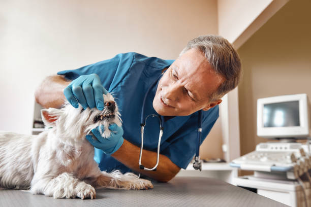Best Emergency Tooth Extraction in St George, UT